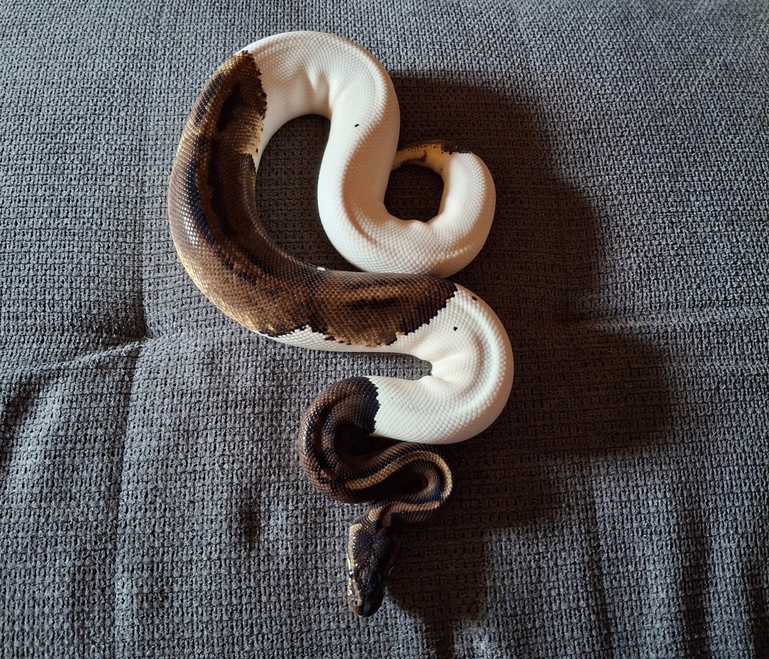 Schlangen Königspython  - Reptilien - Datteln