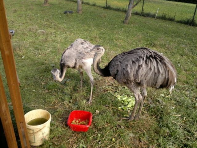 Nandu - Paar - Sonstige Nutztiere - Eisenach