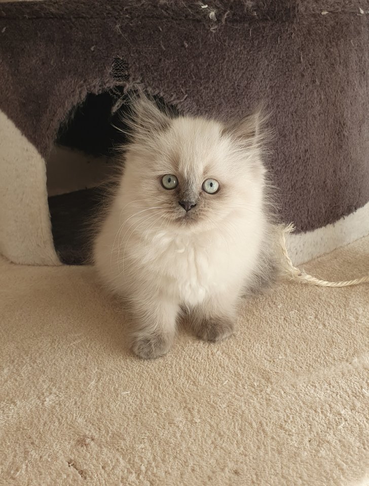 1 Perser Katerchen sucht noch Kuschelpersonal - Katzen - Potsdam/Berlin