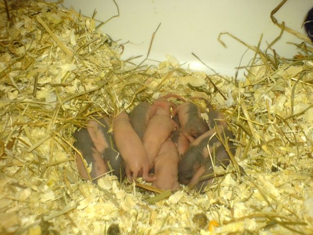 Handzahme Ratten abzugeben - Ratten - Hagen