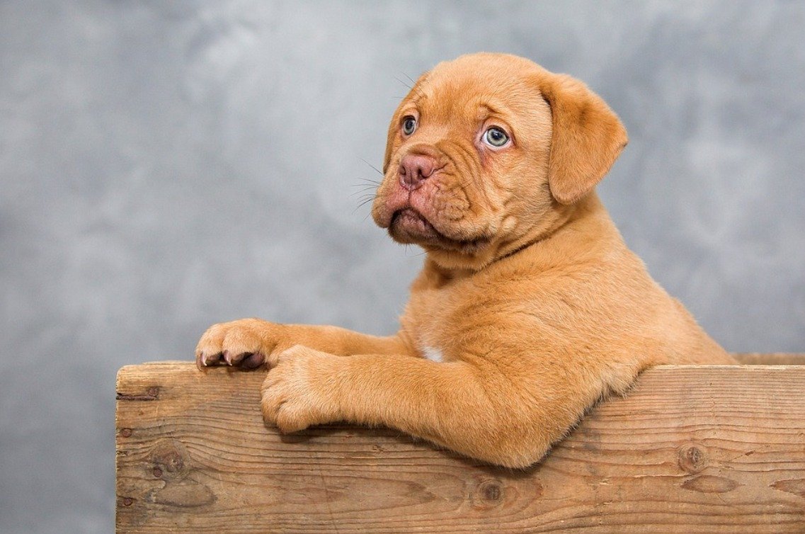 Bordeauxdoggen Welpen mit Ahnentafel - Hunde - Füssen