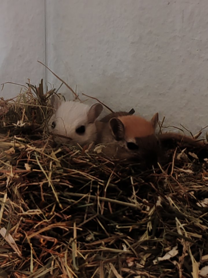 Verkaufe meine Wüstenrennmäuse (mäuse) - Nagetiere - Glauchau