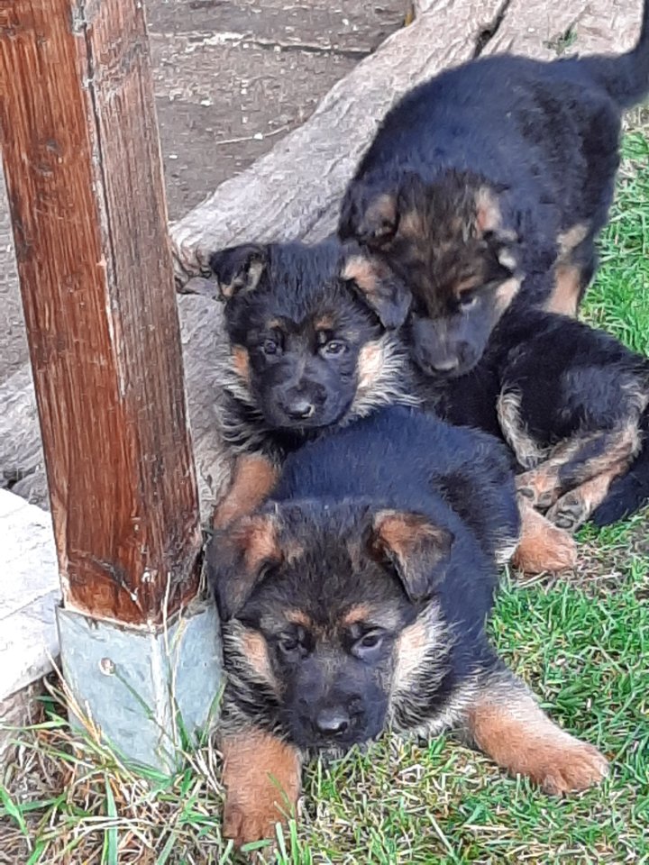 Sehr schöne schwarz-braune Schäferhundwelpen zu verkaufen. - Hunde - 