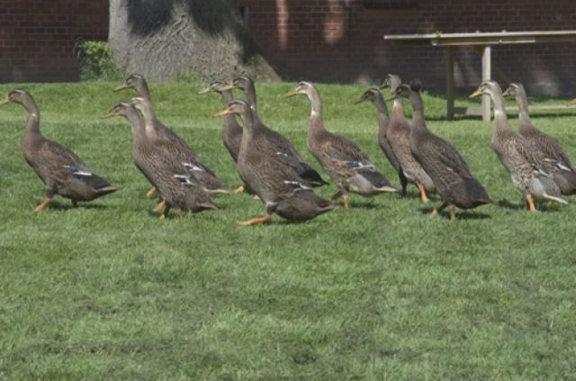 Laufenten, Enten und Erpel - Sonstige Nutztiere - Dahlenburg