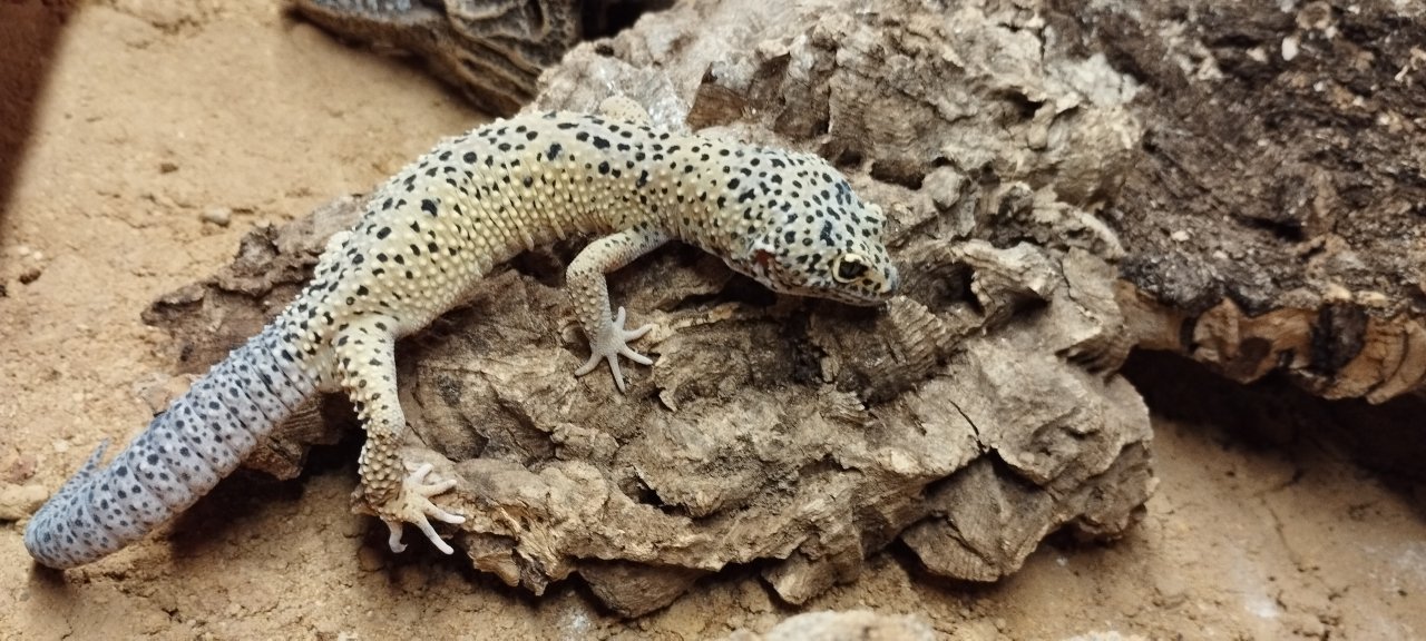 Leopardgeckos abzugeben - Reptilien - Hermsdorf