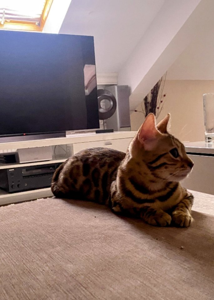 Bengalkatze sucht dringend neues Zuhause - Katzen - Isny