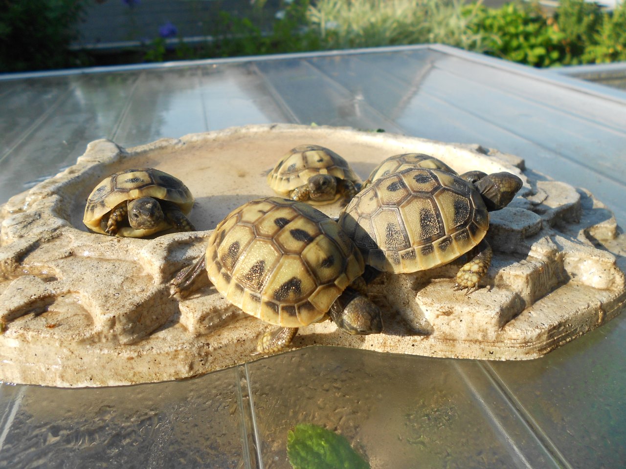 Griechische Landschildkröten THB, robuste Ostrasse, Nachzuchten aus 2020, 2021 u - Reptilien - Morsbach