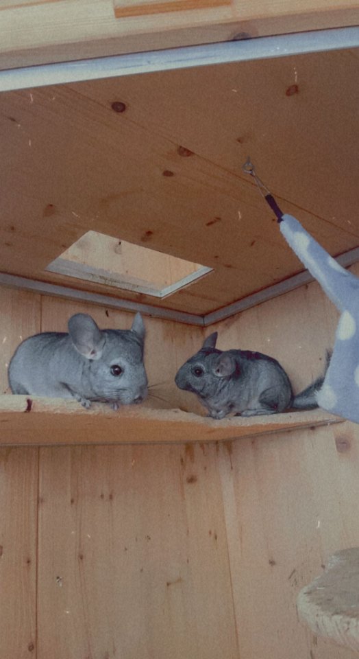 Chinchilla mit Käfig und Zubehör - Nagetiere - Zahna