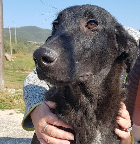 Flint sucht ein Zuhause - Hunde - Krefeld