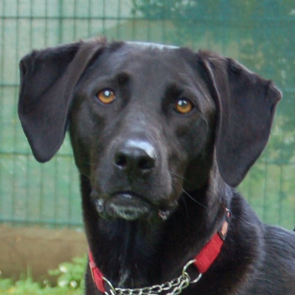 MISTY -  weiblich  5 Jahre  56 cm  25 kg  Mix  Gechipt  Kastriert - Hunde - Lauf an der Pegnitz
