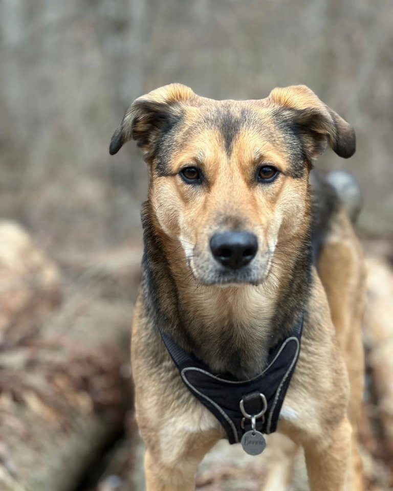 Bonnie sucht ihr perfect Match - Hunde - Lenggries