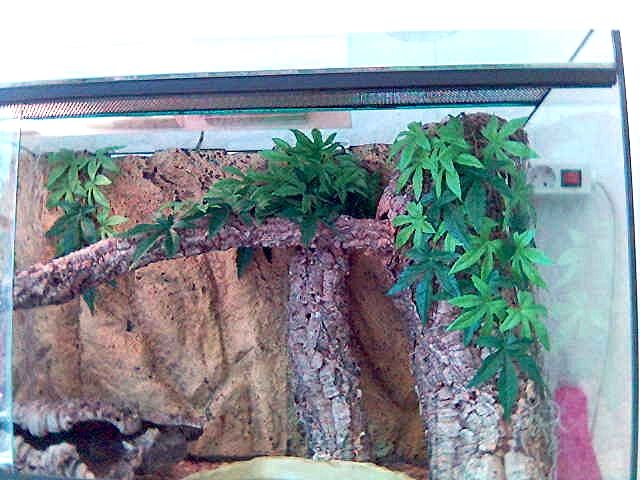 TOP Neuwertig  1,20 x 50 x 50 Terrarium mit allem Zubehör   2 grüne Wasseragam - Reptilien - Bielefeld