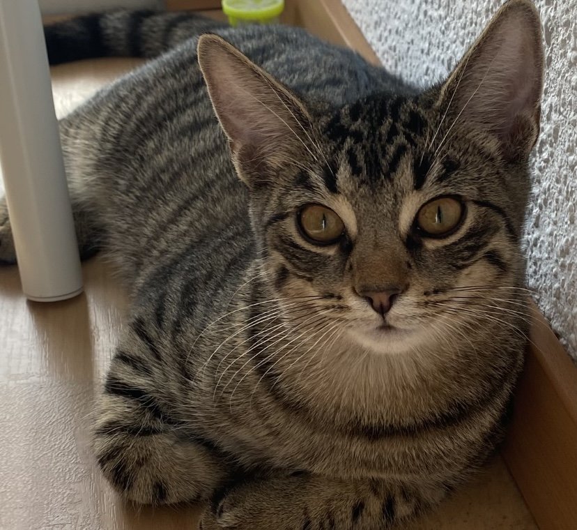 Kitten abzugeben ( 2 Kater) - Katzen - Düsseldorf