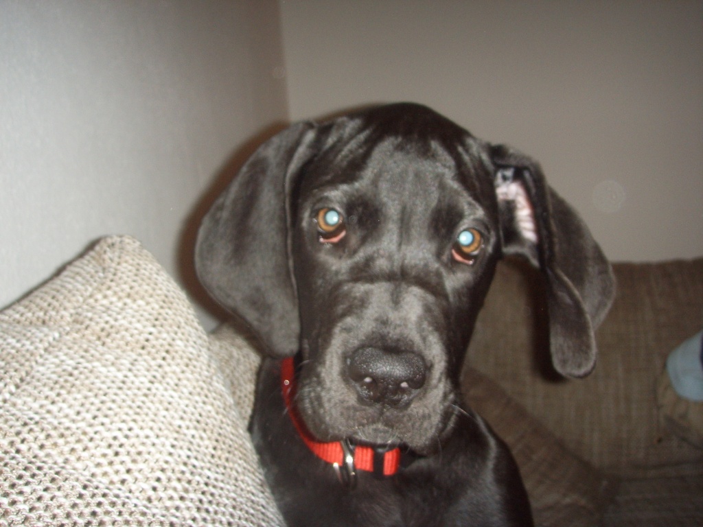 Suche dringent ein neues zu Hause für 8 Monate alte Hündin - Hunde - München