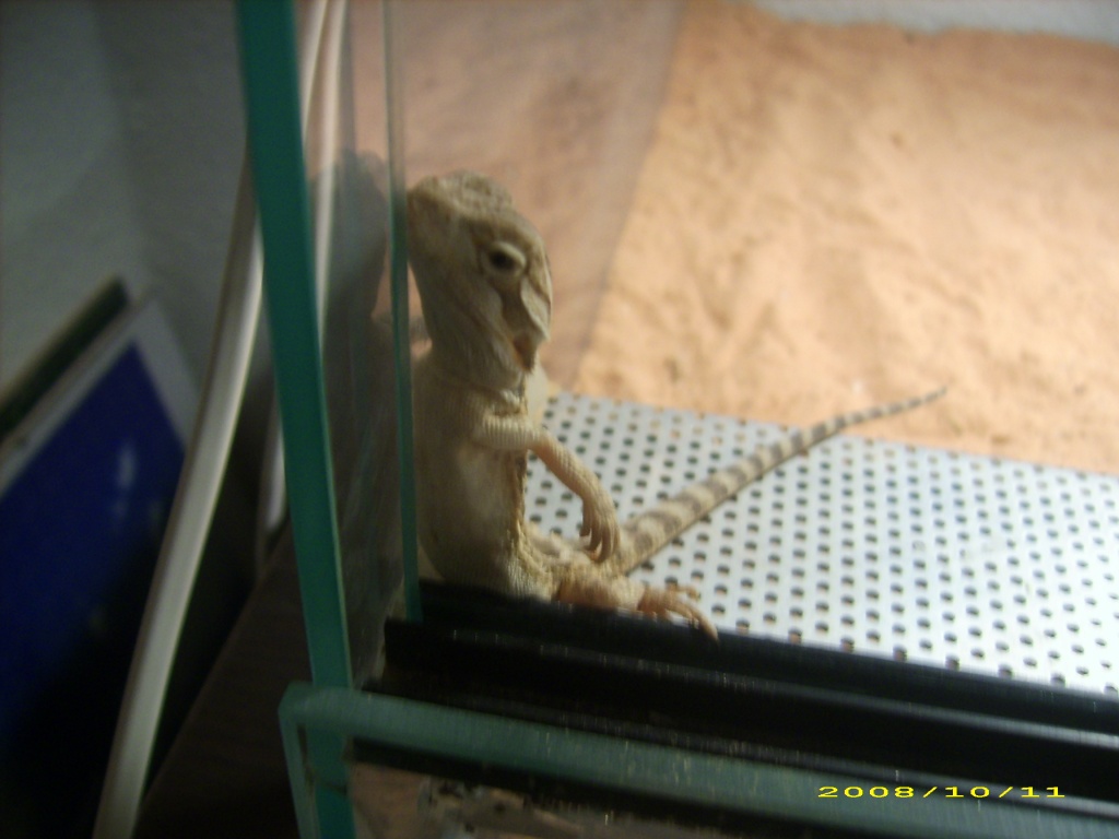 SÜSSE FARBIGE BARTAGAMEN - Reptilien - Rüdenhausen