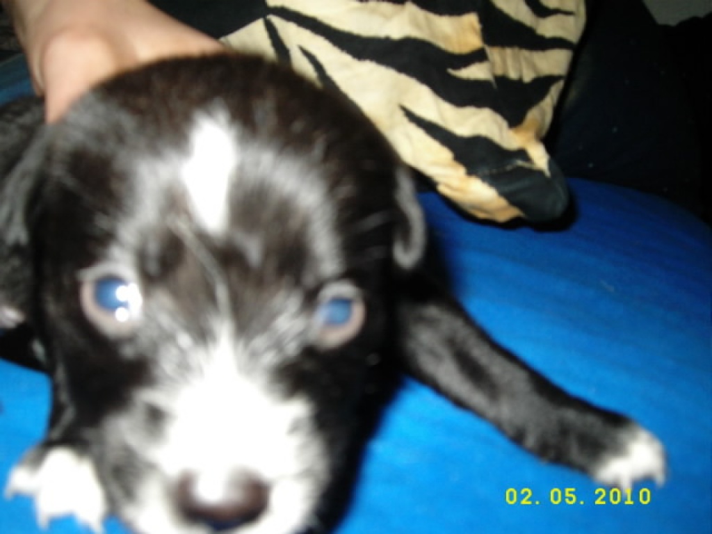 Zucksüsse Labrador mix Welpen - Hunde - Düsseldorf