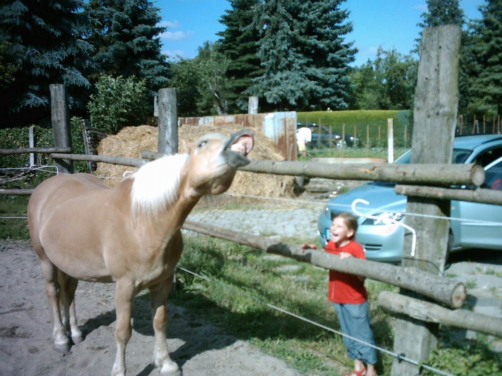 Biete Reitbeteligung auf Haflinger - Pferde - Riedstadt