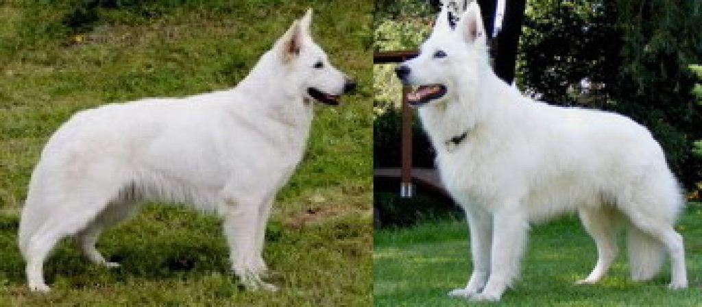 WEISSER SCHÄFERHUNDWELPEN - Hunde - Kutna Hora