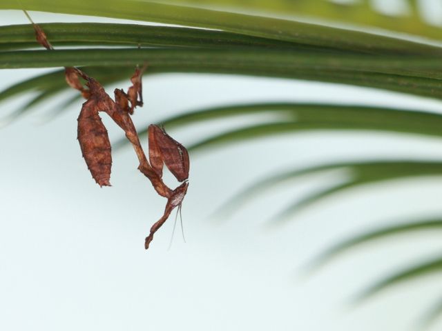 Phyllocrania paradoxa ; Parasphendale agrionina ; Eublepharis macularius (Leopar - Insekten - Bad Salzuflen