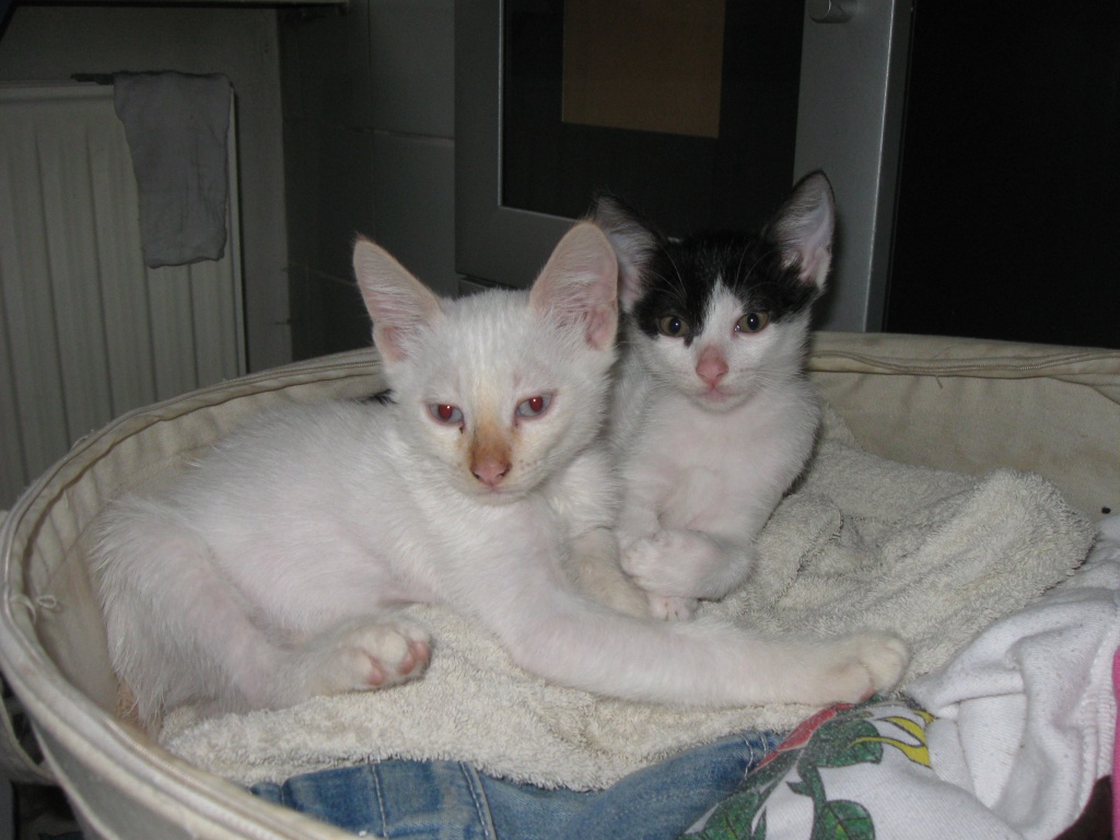 Katzenkinder abzugeben!!!!!! - Katzen - Berlin