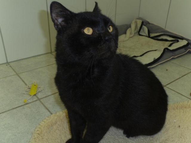 Schmusiger Kater sucht verzweifelt Katzenfreund mit großem Herz - Tiere In Not - Osterwieck