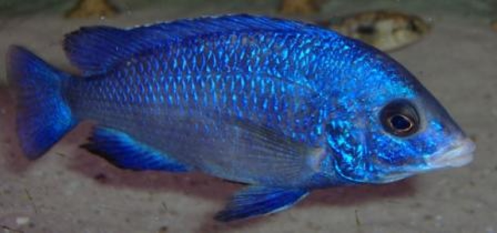 Farbenprächtige Buntbarsche aus dem Malawisee - Fische - Leverkusen