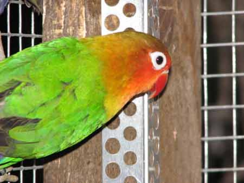 Verkaufe Pfirsichköpfchen in gelb und wildfarbig. - Voegel - Eilenburg