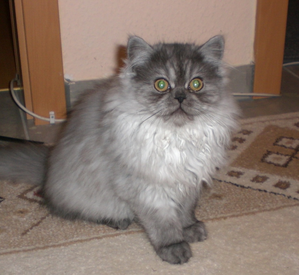 Noch 1 Perserbaby mit Nase shaded 3 Monate - Katzen - Leipzig