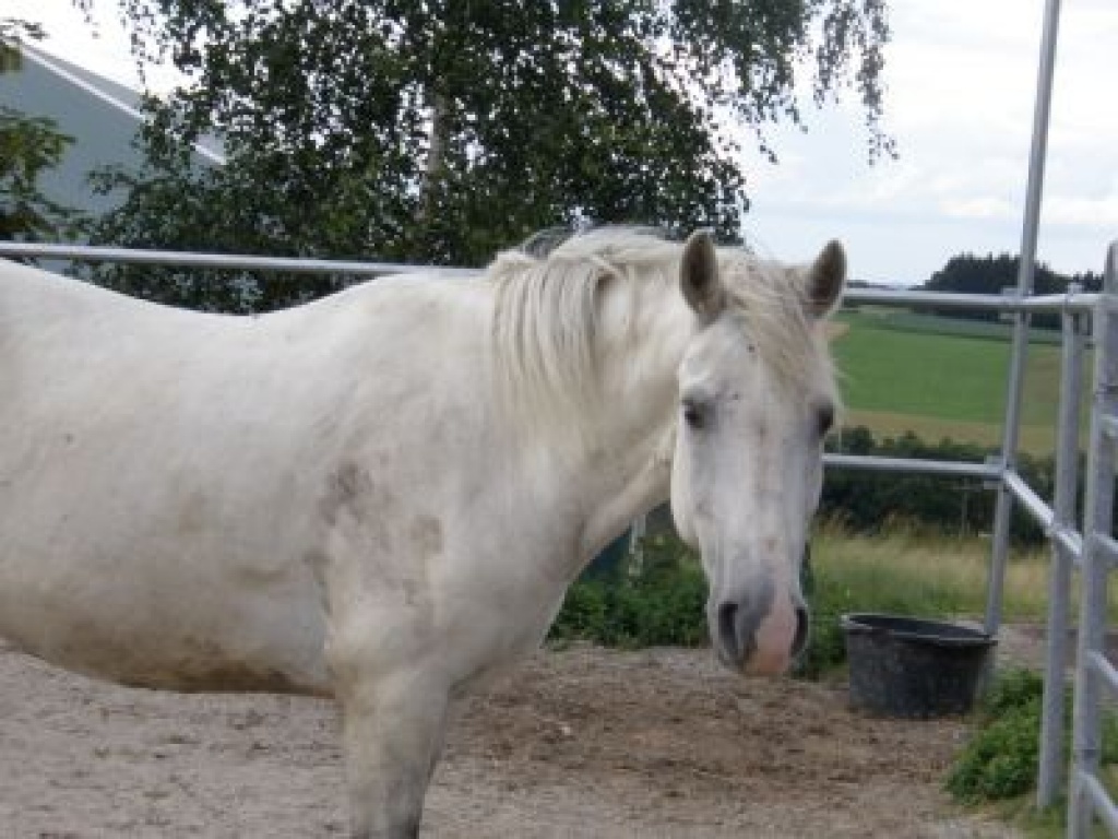 Suche erfahrene Reitbeteiligung für Andalusierwallach - Pferde - Haag in Oberbayern