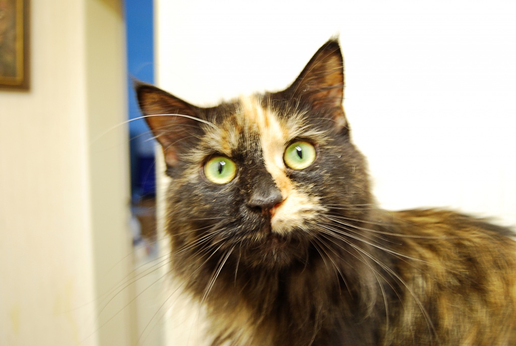 Main Coon Lady sucht neues Zuhause - Tierboersen - Köln