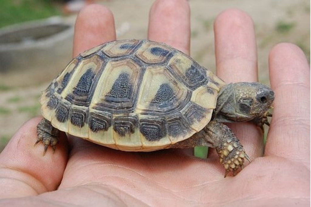 Griechische Landschildkröten vom letzen Jahr abzugeben - Reptilien - 84032