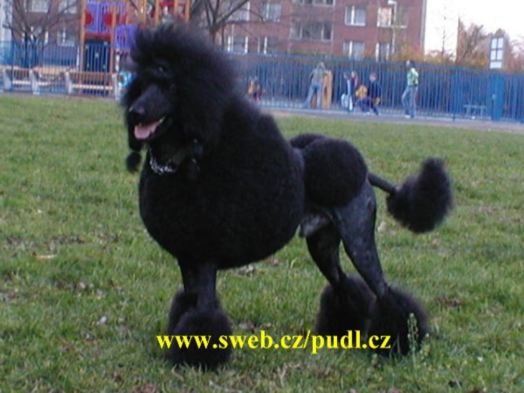 Grosspudel Welpen Königspudel - Hunde - Valasske Mezirici