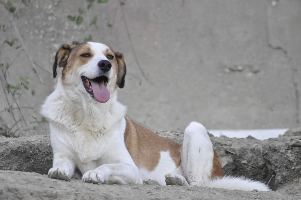 Kristoph sucht seine Familie - Hunde - Recklinghausen