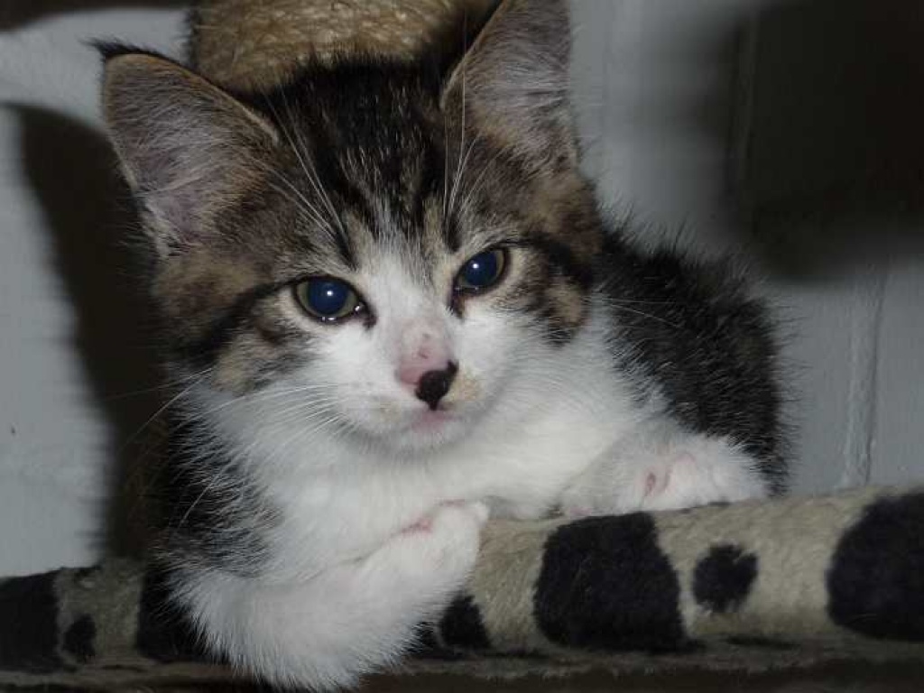 Schmusiges Katzenkind Mona wartet in OB - Katzen - Oberhausen