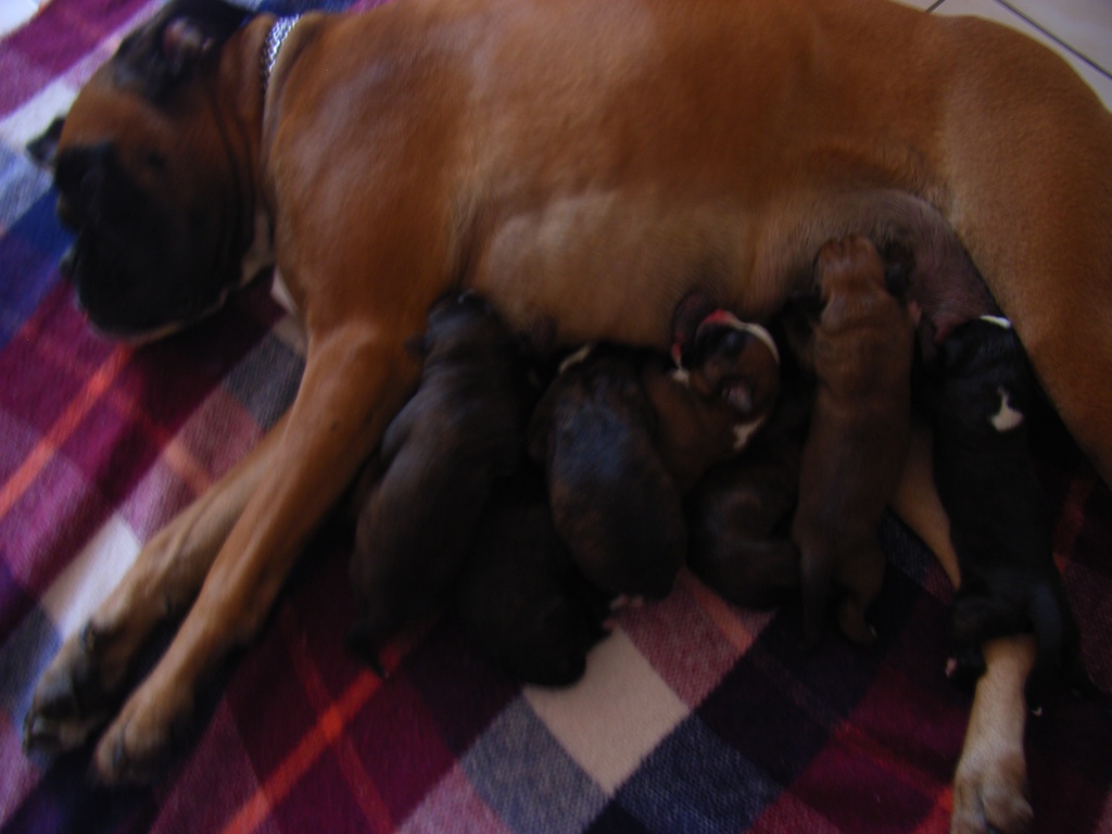 Verkaufe 8 reinrassige boxerwelpen mit papieren - Hunde - Ulmen
