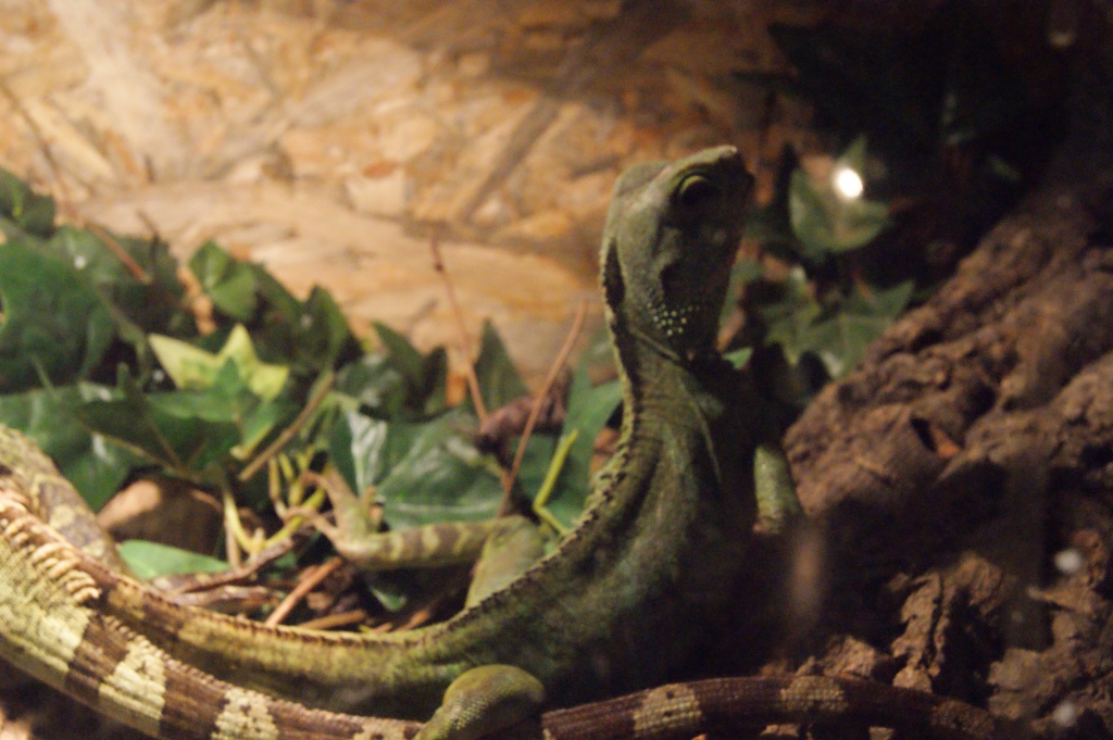 Biete 3 Gross Wasseragamen 1 Männchen und 2 Weibchen! - Reptilien - Köln