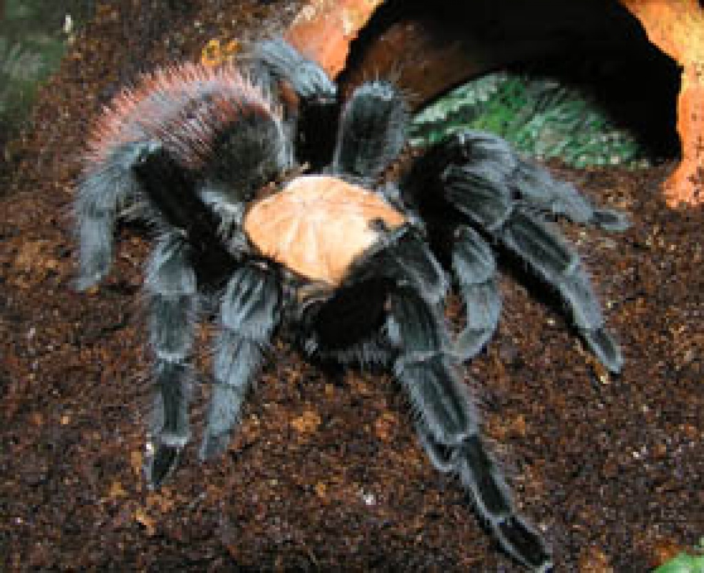 Brachypelma ruhnaui,selten und groß - Insekten - NäheKarlsruhe