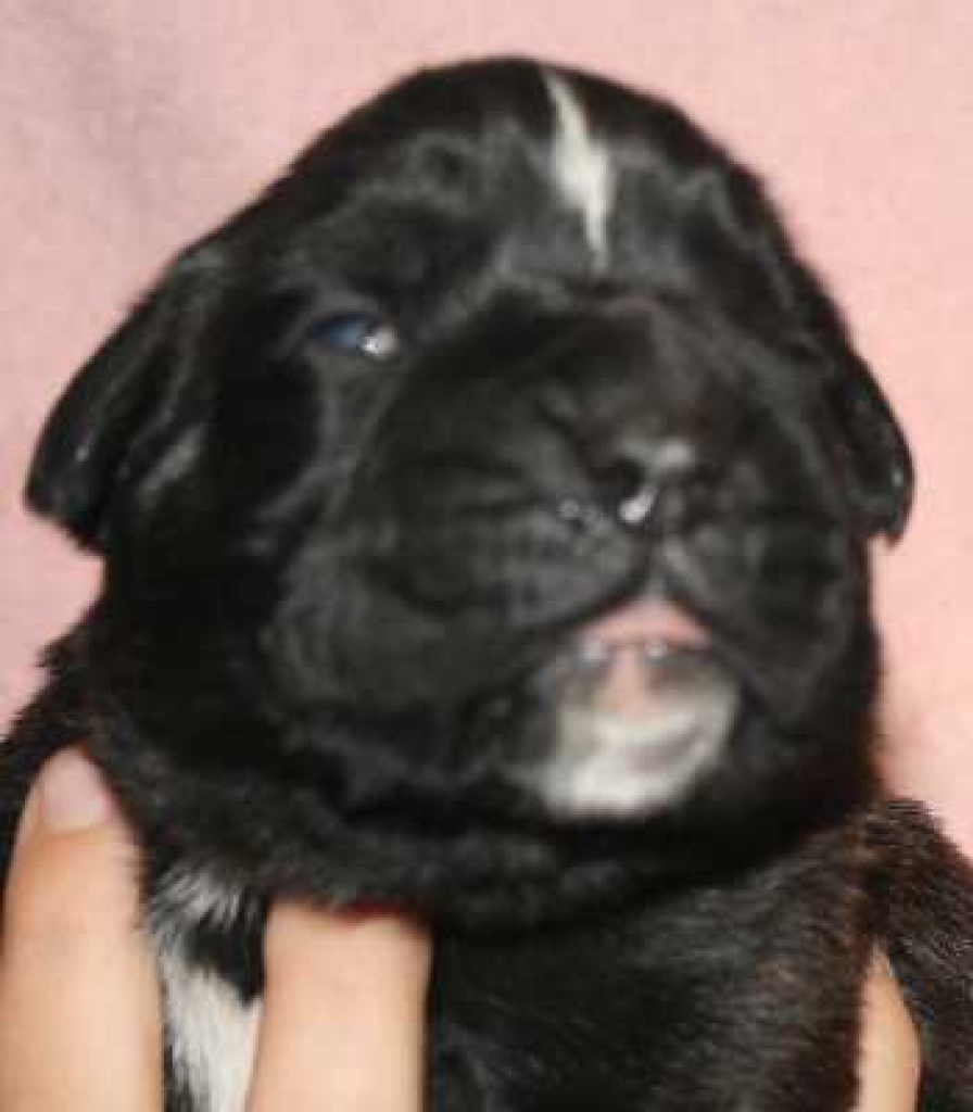 Verkaufe kräftige Boxerwelpen m. P. - Hunde - Dargun