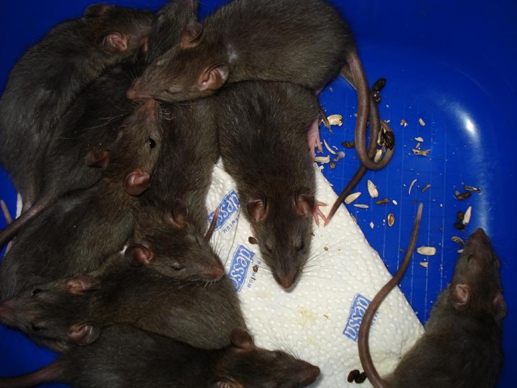 !!! DRINGEND !!! ABZUGEBEN 7 RATTENBÖCKE - Nagetiere - Kiel