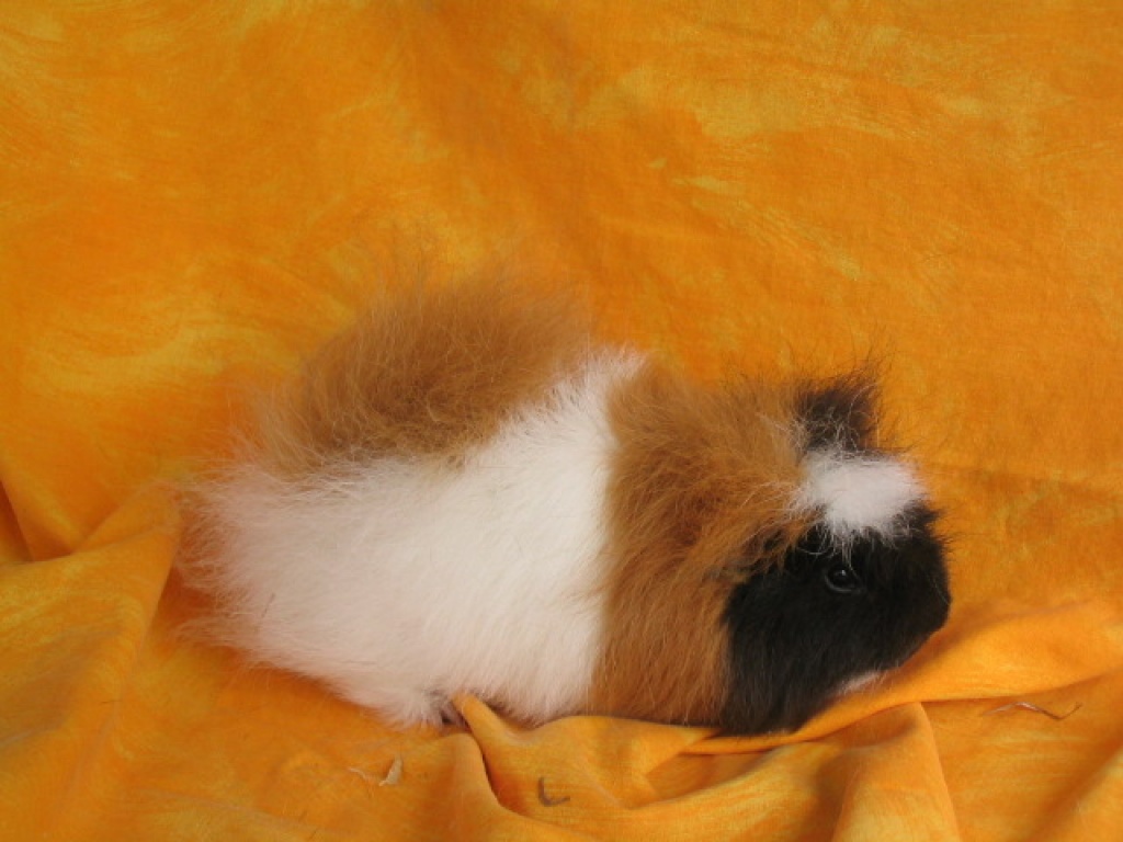 Rassemeerschweinchen - Nagetiere - Bad Rappenau