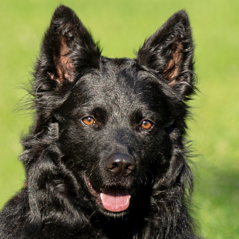 RAFFI  - männlich  3 Jahre  53 cm  21 kg  Groenendael-Mix  Gechipt  Kastriert - Hunde - Lauf an der Pegnitz