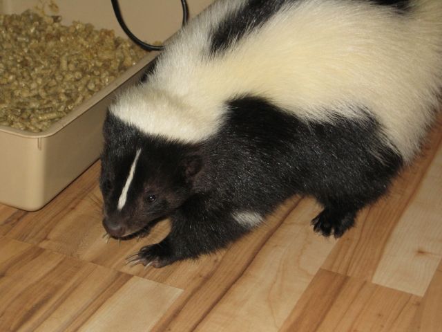 Stinktiernachzuchten zu verkaufen. - Sonstige Haustiere - 