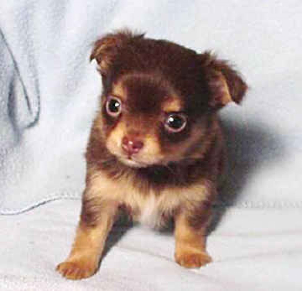 Suche Chihuahua bis 300 Euro in der Umgebung von Würzburg (Umkreis 200km) - Hunde - Marktheidenfeld