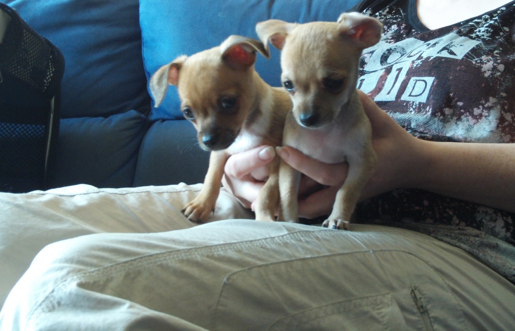 Chihuahuawelpen - Hunde - Straelen
