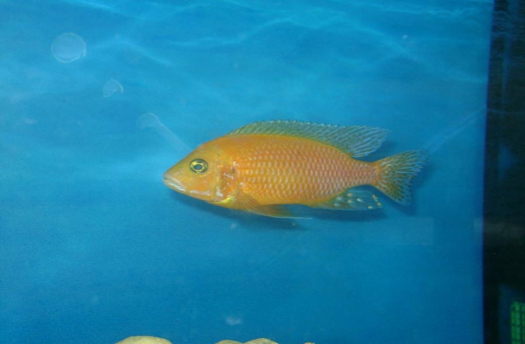 60 aulonocara Red Orchidee - Tierboersen - Bottrop