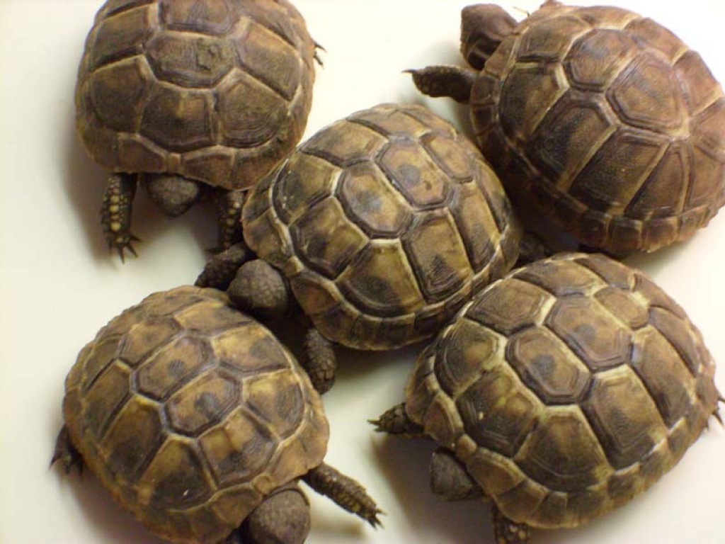 Verkaufe griechische Landschildkröten NZ 09 - Reptilien - Loburg