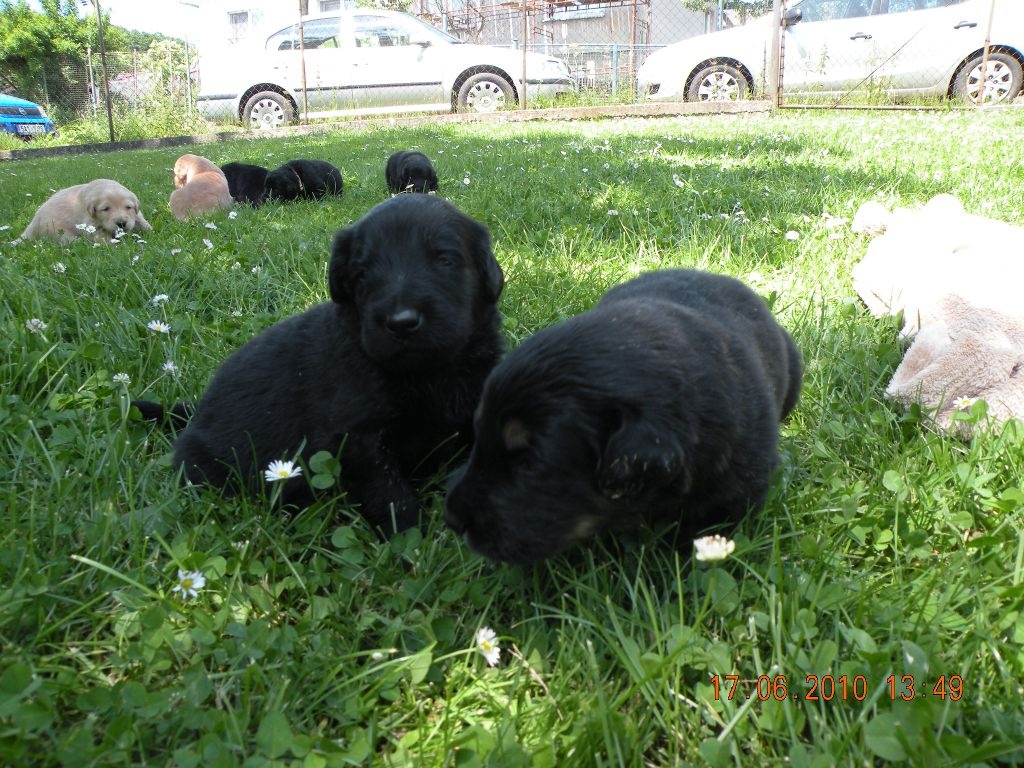 Hovawartwelpen mit Papieren - Hunde - Prag/Petrov
