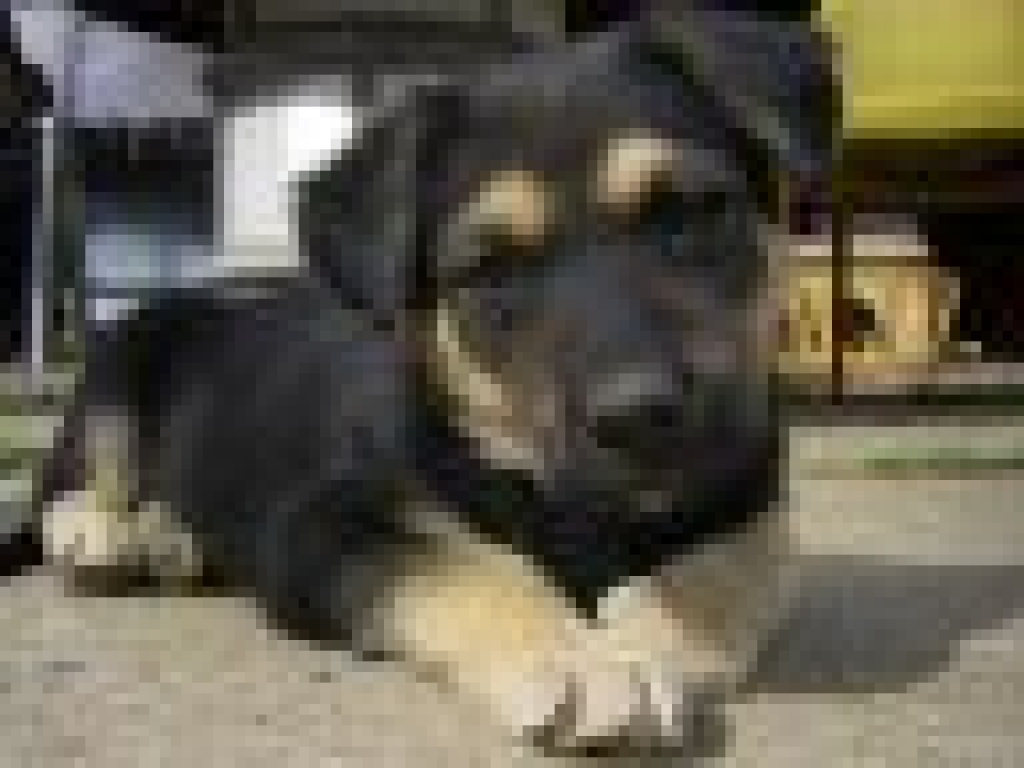 Schäferhundmischlingswelpen - Hunde - Kleinschwabhausen