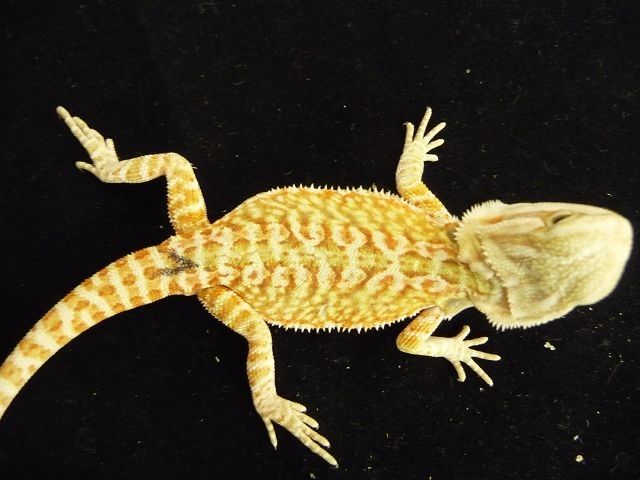 Wunderschöne BARTAGAMEN abzugeben!!!