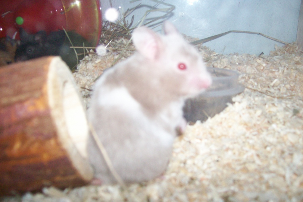 Teddyhamster, Goldhamster und Dschungarische Zwerghamster - Nagetiere - Mannheim